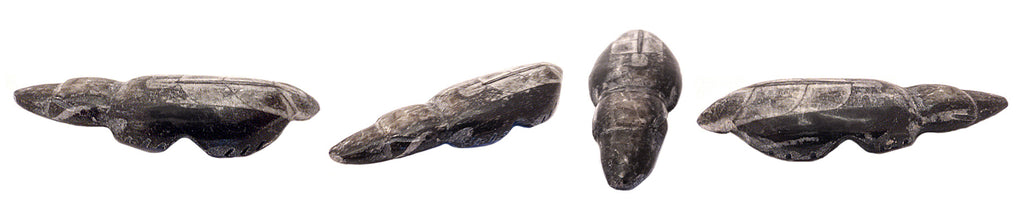 Orthoceras Mole by Abby Quam and Clayton Panteah
