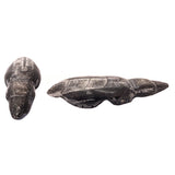Orthoceras Mole by Abby Quam and Clayton Panteah