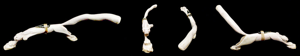 Antler Mountain Lion by Daniel Aguilar - Zuni Fetish Sunshine Studio