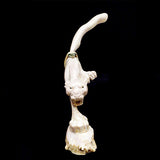 Antler Mountain Lion by Daniel Aguilar